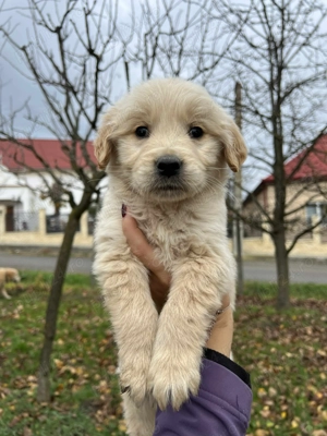 Vând Golden Retriever