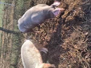 Vand porci , 120,150,220 kg  - imagine 4