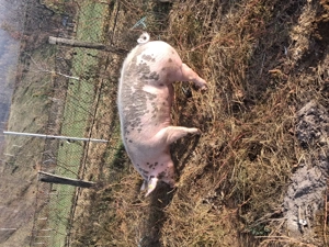 Vand porci , 120,150,220 kg  - imagine 3