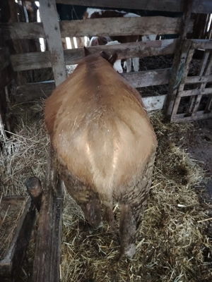 Vând juninca angus 5 luni