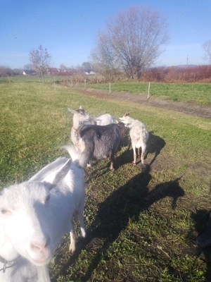 Oi și capre dispinibile