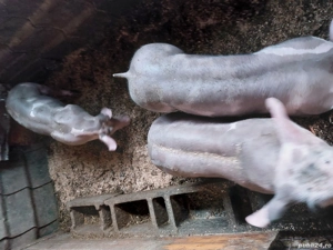 Vând scrofite si vieruti pietrean 