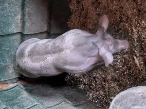 Vând scrofite si vieruti pietrean  - imagine 2