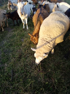 Oi și capre dispinibile - imagine 2