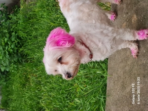 Donez cățelușe Bichon Maltez  - imagine 2