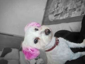 Donez cățelușe Bichon Maltez  - imagine 5