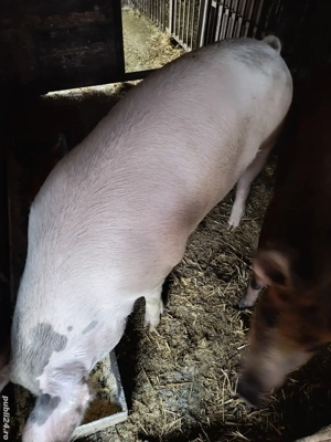 De vânzare porc!