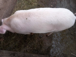 Se vinde 1din 5 au între 80 și 120kg prețul este negociabil 15lei  kg