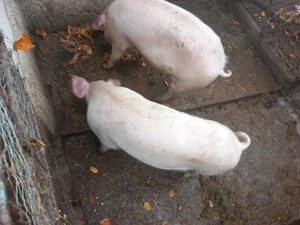 Se vinde 1din 5 au între 80 și 120kg prețul este negociabil 15lei  kg - imagine 2