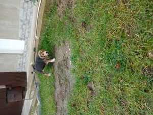 Vând cățel beagle tricolor - imagine 2