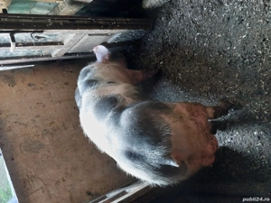 Vand scroafe si vieri pietrean  - imagine 2