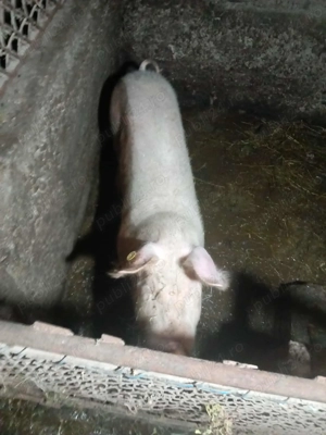 Se vinde 1din 5 au între 80 și 120kg prețul este negociabil 15lei  kg - imagine 3