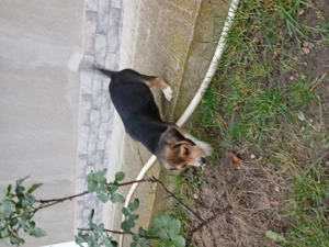 Vând cățel beagle tricolor - imagine 4