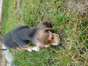 Vând cățel beagle tricolor - imagine 3