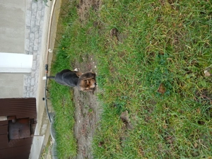 Vând cățel beagle tricolor
