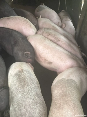 Porci de vanzare 