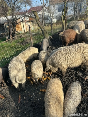 Purcei mangalita de vanzare, rasa pura 