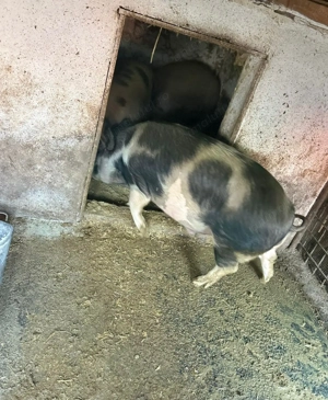 Vand 2 porci BIO de carne 180kg