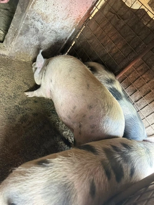 Vand 2 porci BIO, vii, de carne - imagine 3