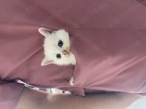 Pui pisica British Shorthair Alb  - imagine 2