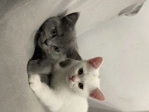 Pui pisica British Shorthair Alb  - imagine 3