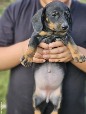 Catei teckel de vanzare