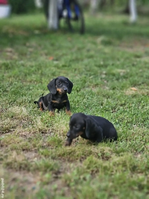 Catei teckel de vanzare - imagine 2