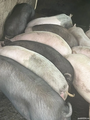 Porci de vanzare 