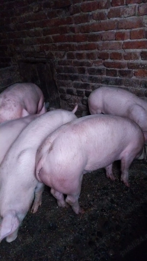 Porci de la 70-200 kg - imagine 2