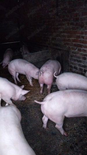Porci de la 70-200 kg - imagine 3