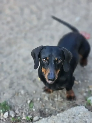 Catei teckel de vanzare - imagine 3