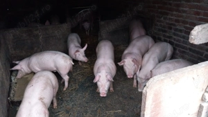 Porci de la 70-200 kg - imagine 4