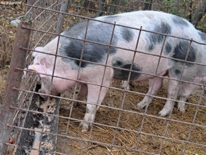 vand porc castrat de o luna si ceva  de 11-12 luni 