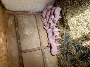 Vand purcei Landras  cu Pietran 