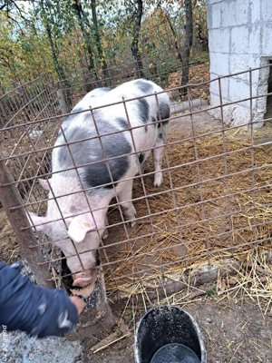 vand porc castrat de o luna si ceva  de 11-12 luni  - imagine 2