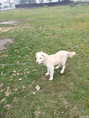 cățel alb de vânzare  - imagine 3