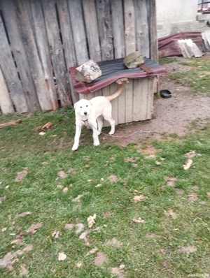 cățel alb de vânzare  - imagine 2