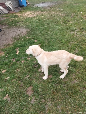 cățel alb de vânzare  - imagine 4