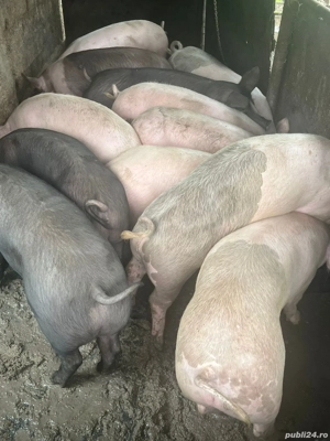 Porci de vanzare