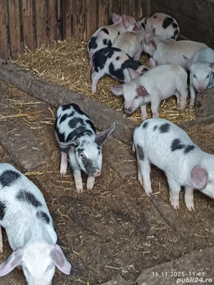 Vând purcei! - imagine 2