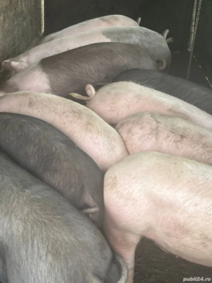 Porci de vanzare  - imagine 2