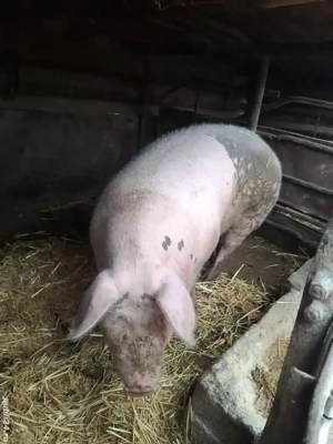porci de vânzare 