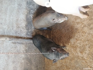 vand porc  - imagine 3