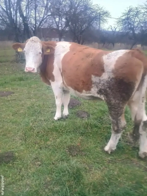 vaca bălțată românească 