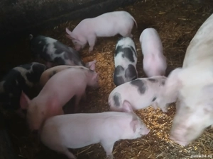 vand purcei pietrean cu landras 