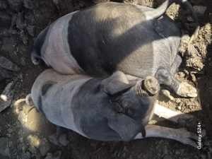 Scroafa +250 de kg - imagine 2