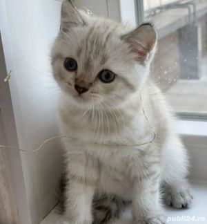 Ragdoll puiuți  - imagine 2