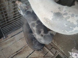 Vînd porci pentru sacrificat 