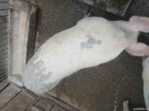 Vînd porci pentru sacrificat  - imagine 3