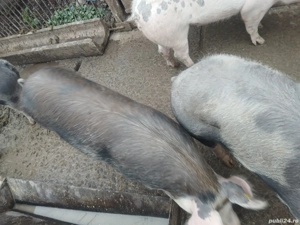Vînd porci pentru sacrificat  - imagine 2